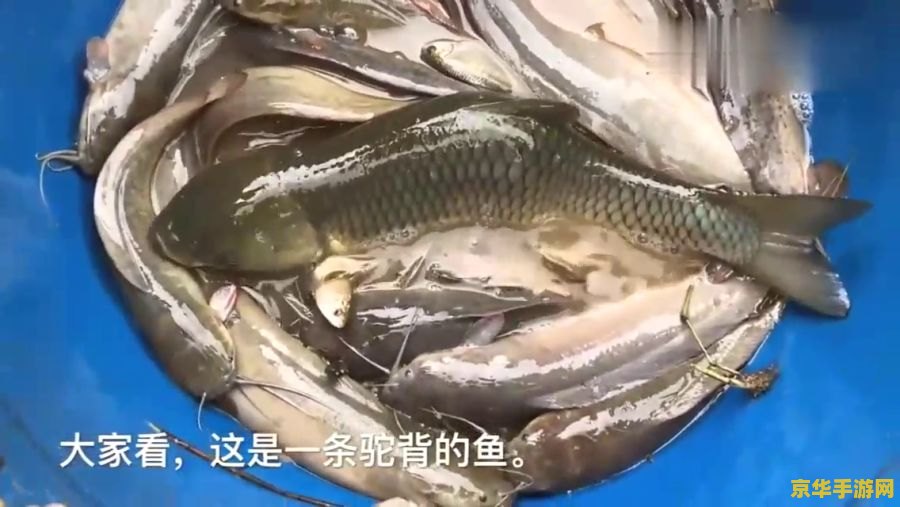 原神五条特殊的鱼攻略