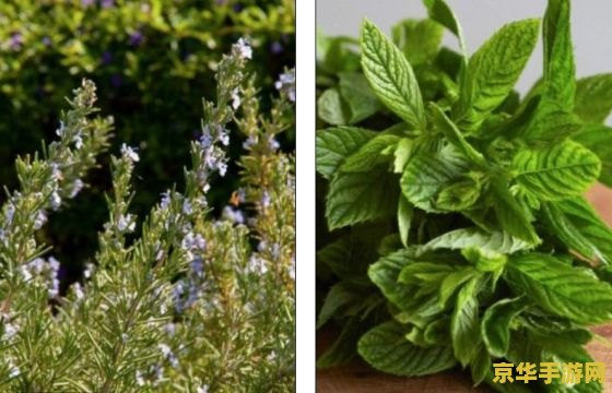 原神鸣草长啥样？探索神秘的草本植物