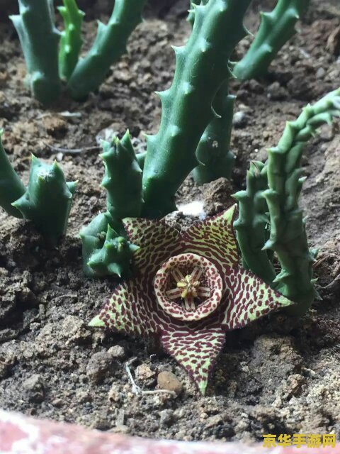 原神鸣草长啥样？探索神秘的草本植物