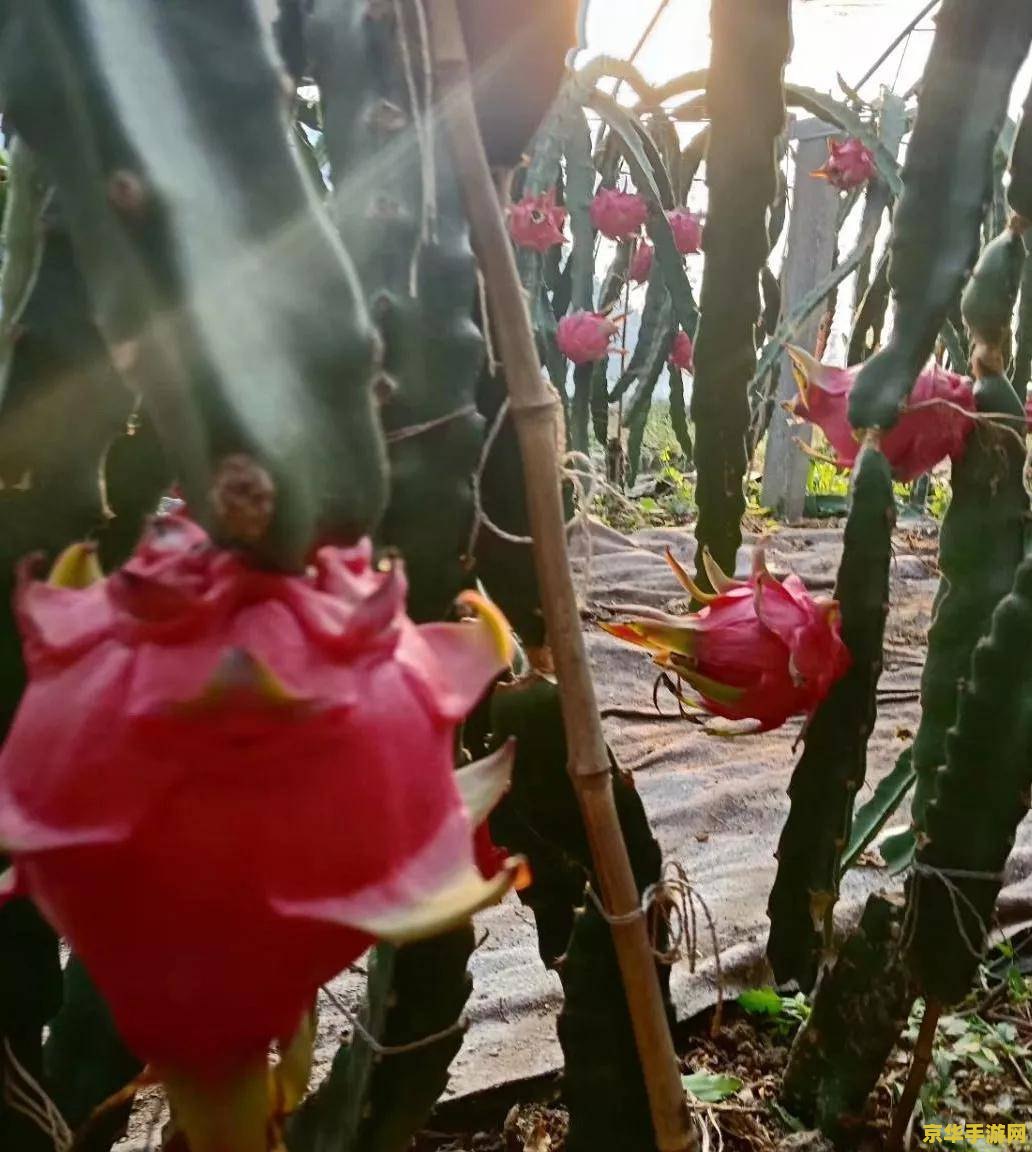 原神清心花方便的采摘顺序