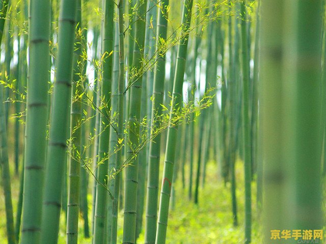 梦幻诛仙竹林幽谷