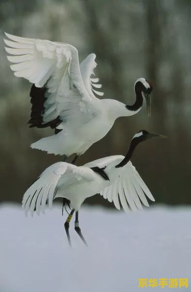 英雄联盟金克丝强度怎么样 英雄联盟金克丝强度分析