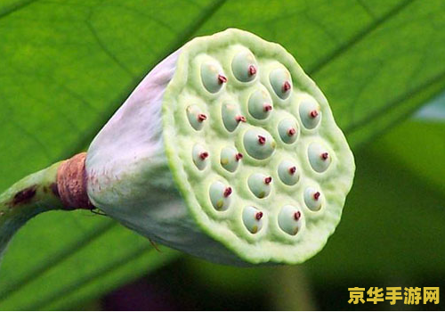 原神莲蓬哪里比较多新手