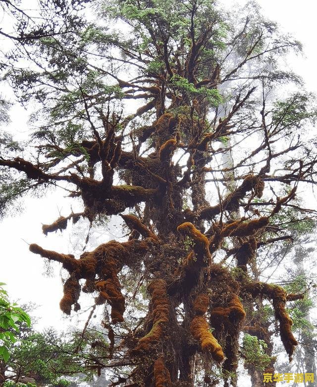 原神椿调查石壁上的灌木 建议：原神：探索石壁上的秘密——椿与灌木的调查