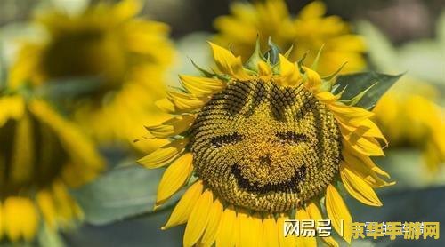 原神稲妻荒海井底解密