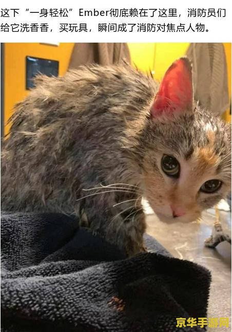 原神寻找小猫 建议：原神：寻找小猫