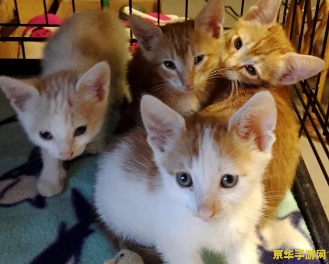 原神寻找小猫 建议：原神：寻找小猫