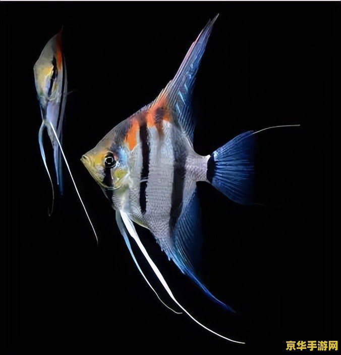 原神花鳉鱼哪里多 建议：原神：花鳉鱼哪里多？