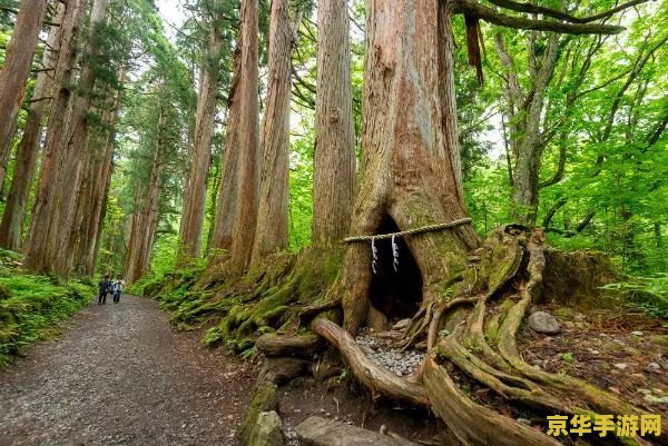 原神最高的枯树 建议：原神中的最高枯树：探索与冒险的象征