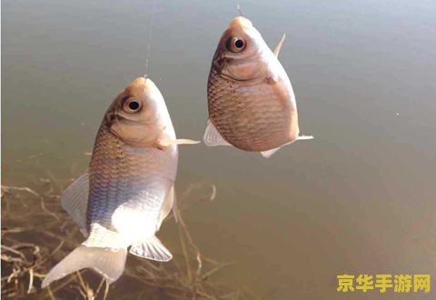 建议：原神渔获钓鱼攻略：技巧、地点与鱼种详解
