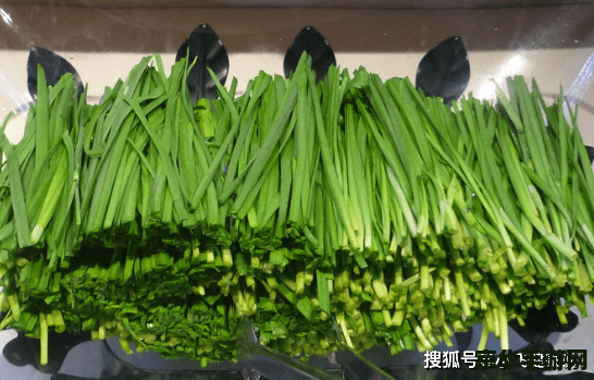 斗战神玉狐战熊系 斗战神：玉狐战熊系——熊的力量与玉狐的机智