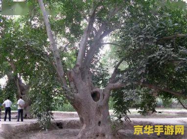 原神众花园中的核桃树 建议：原神：众花园中的核桃树