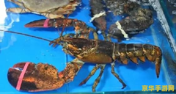 黑爪龙虾 黑爪龙虾：深海探险的神秘之旅