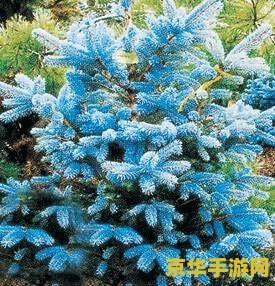 原神山中之物蓝色植物 原神山中之物：蓝色植物的奥秘