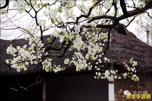 原神春庭景如旧其二卡 原神春庭景如旧其二卡
