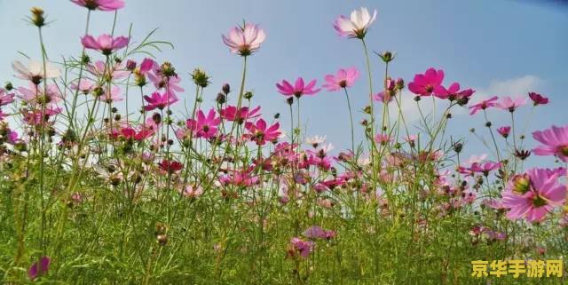 春暖花开有你新版旧版 游戏名称：春暖花开有你