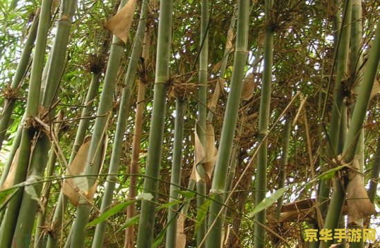 传说中的斑竹是怎样形成的 传说中的斑竹是怎样形成的