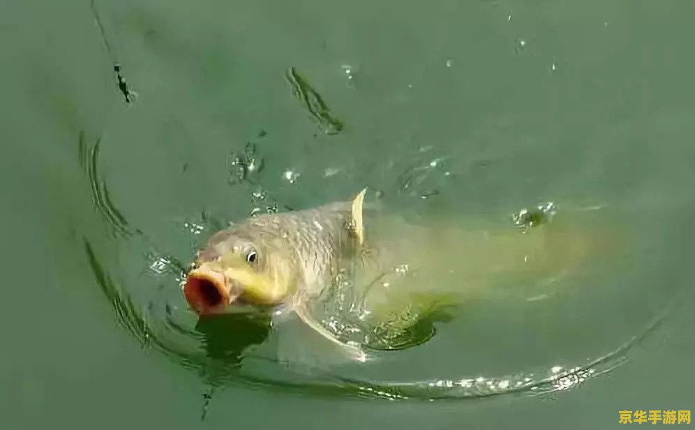 原神鱼获的鱼该去哪钓 原神鱼获的鱼该去哪钓 原神鱼获的鱼该去哪钓 原神鱼获的鱼该去哪钓