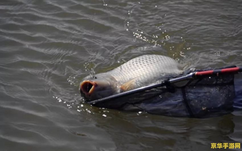 原神鱼获的鱼该去哪钓 原神鱼获的鱼该去哪钓 原神鱼获的鱼该去哪钓 原神鱼获的鱼该去哪钓