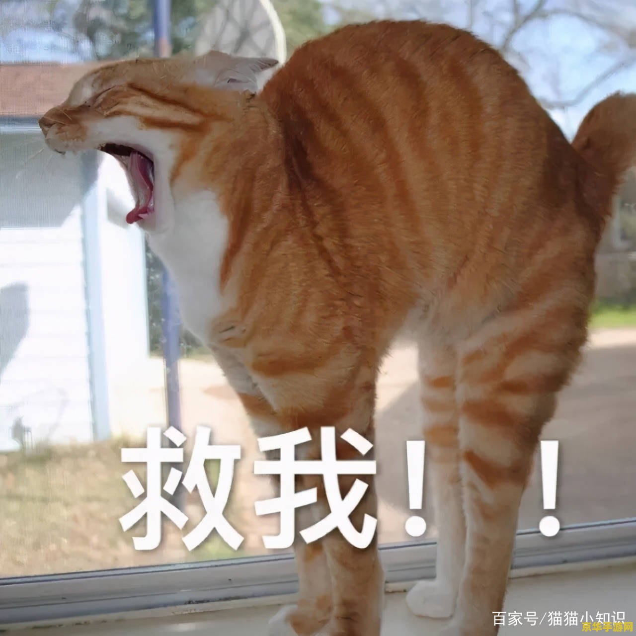 原神公子歪了我撕心裂肺表情包 原神公子歪了我撕心裂肺表情包