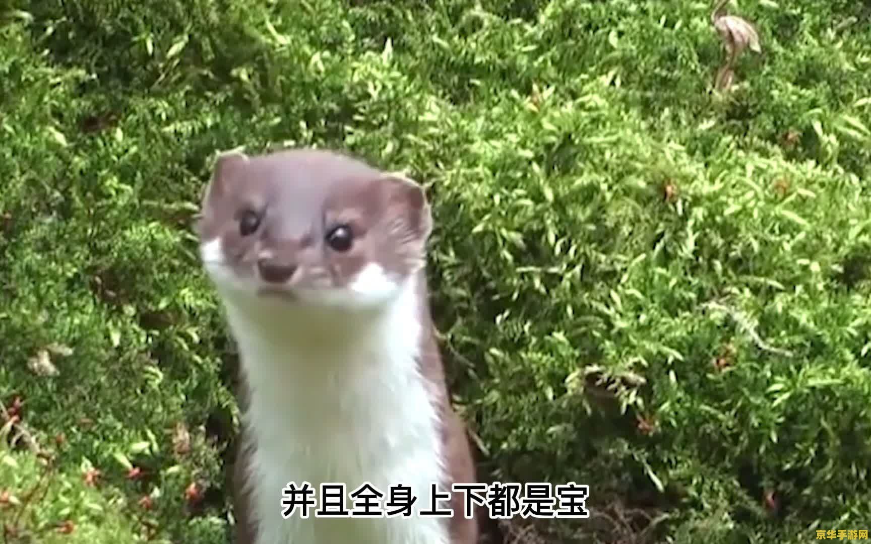原神里的动物仙家都有哪些 原神中的动物仙家概览