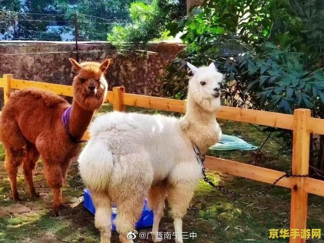 原神里的动物仙家都有哪些 原神中的动物仙家概览