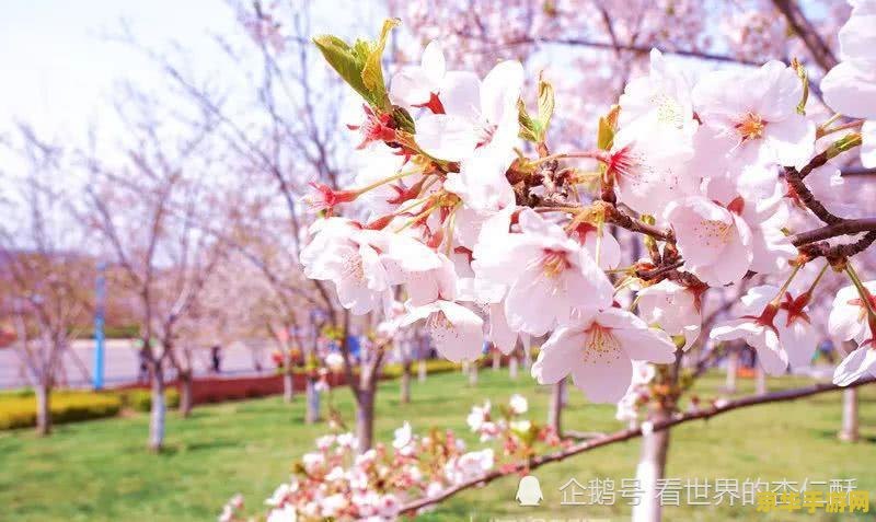 原神樱花绣球 原神中的樱花绣球：探索与收集的浪漫之旅
