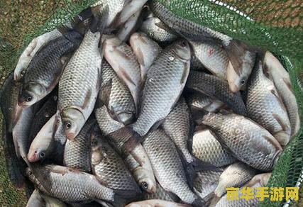 原神鱼获需要的鱼 原神鱼获全攻略：钓鱼技巧与必备鱼类解析