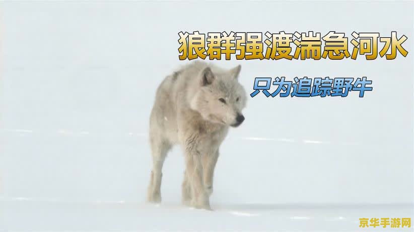 原神调查狼群线索 原神深入调查：追踪狼群的秘密线索