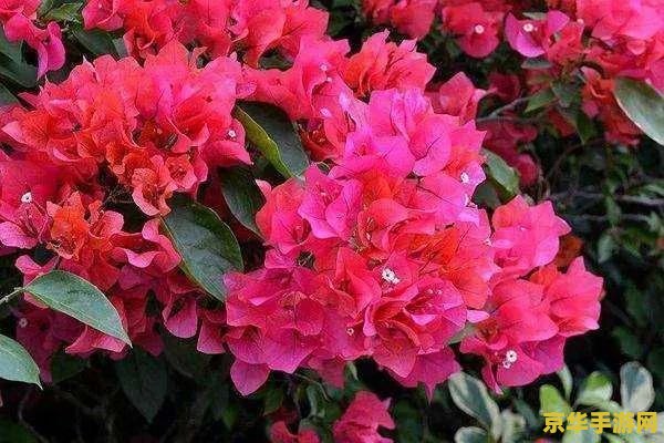 原神鸣草位置海祁岛 原神鸣草位置探索：海祇岛的神秘宝藏