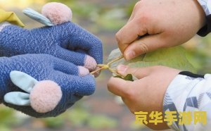 原神蒙德清扫落叶堆 原神蒙德清扫落叶堆：探索与环保的完美结合