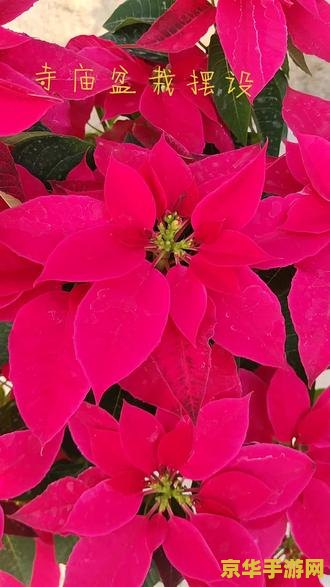 原神花在哪里种 原神花卉种植指南：打造美丽花园的秘诀