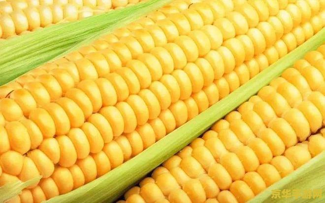 原神里野外生物有哪些 原神中的野外生物：生态多样性与探索的乐趣