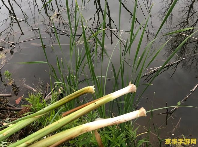 原神中如何沿着水流寻找邪气的源头 原神探秘：循水追踪，揭秘邪气之源