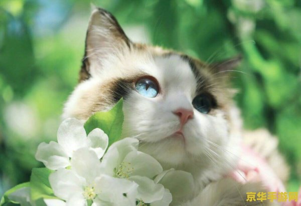 原神把猫打到水里猫会复活吗 原神中猫落水后的复活机制探索 原神把猫打到水里猫会复活吗 原神中猫落水后的复活机制探索