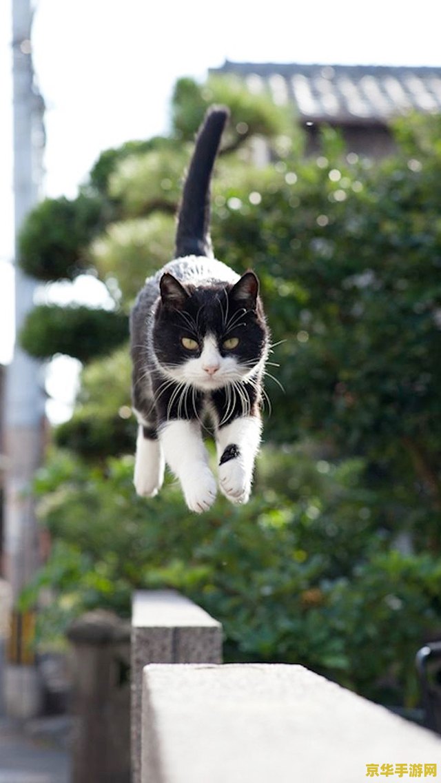 原神把猫打到水里猫会复活吗 原神中猫落水后的复活机制探索 原神把猫打到水里猫会复活吗 原神中猫落水后的复活机制探索