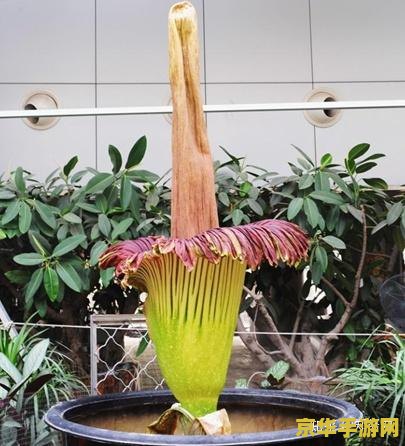 鬼吹灯尸香魔芋 鬼吹灯:尸香魔芋之谜 鬼吹灯尸香魔芋 鬼吹灯:尸香魔芋之谜