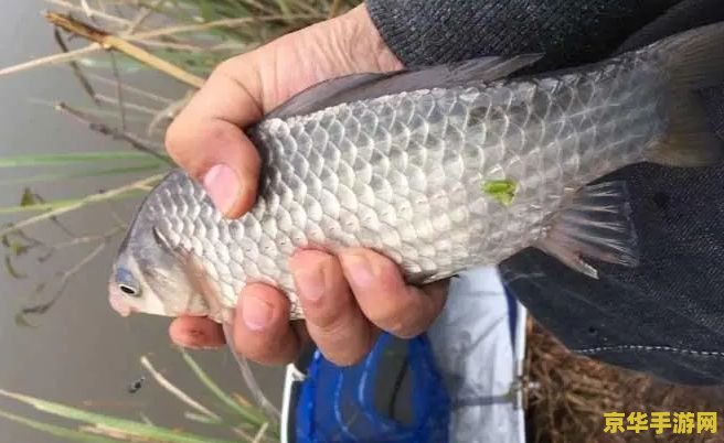 原神渔获只能搞一把吗 原神渔获不止一把,探索钓鱼系统的深度与魅力 原神渔获只能搞一把吗 原神渔获不止一把,探索钓鱼系统的深度与魅力