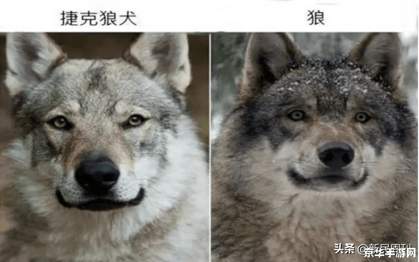 洛克王国冰晶狼崽 洛克王国冰晶狼崽：雪域新篇章