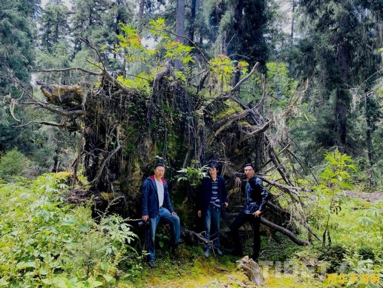 原神哪里有果子 原神中的果子与探索之旅