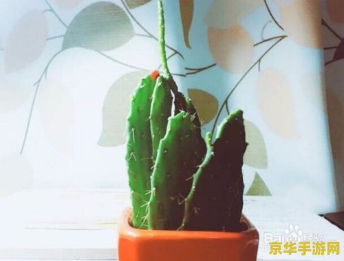 王者荣耀里怎么种花 王者荣耀中的园艺乐趣：如何种植与欣赏美丽花朵