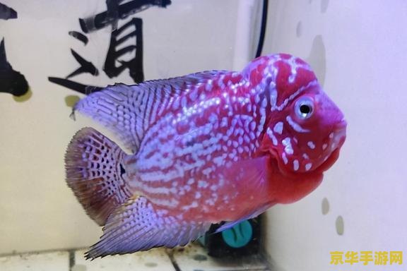 原神观赏鱼和普通鱼有什么区别 原神观赏鱼与普通鱼：水中的差异与游戏中的魅力