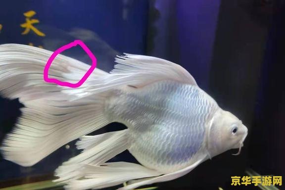 原神观赏鱼和普通鱼有什么区别 原神观赏鱼与普通鱼：水中的差异与游戏中的魅力