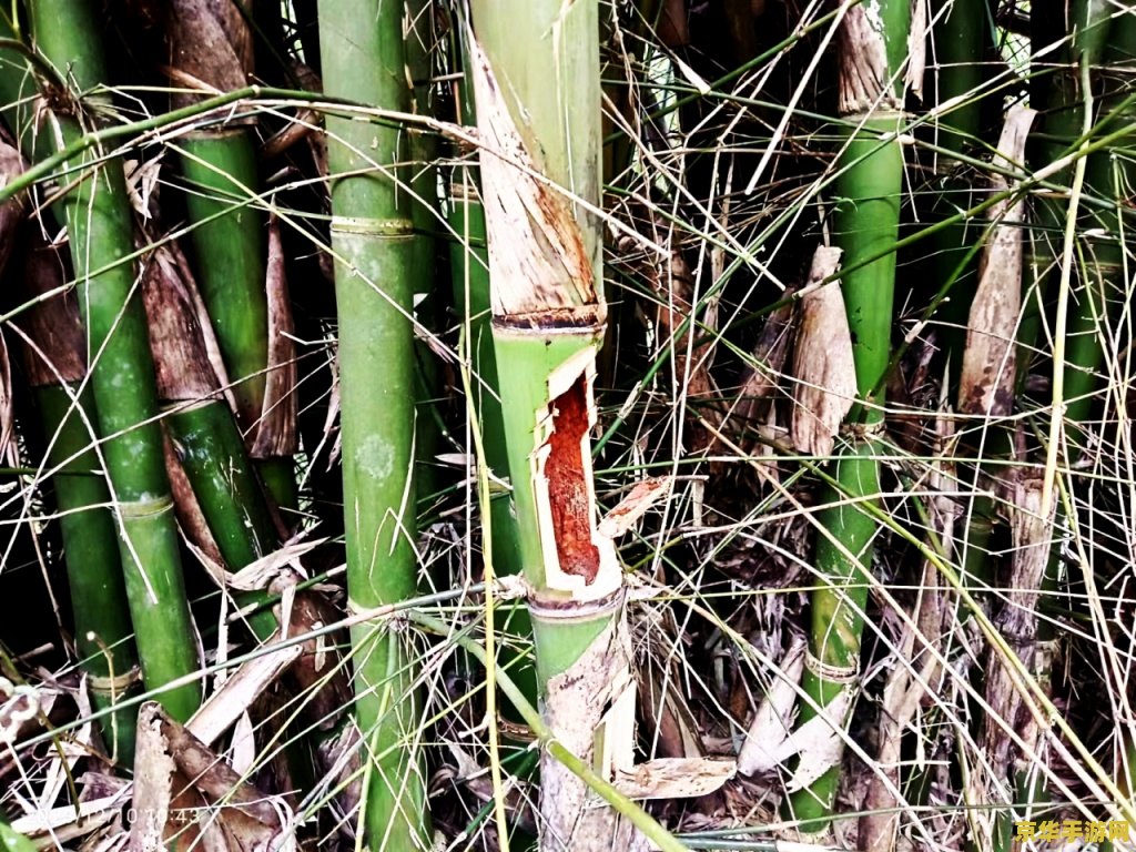 原神中鱼饵对应的鱼 原神鱼饵与鱼类匹配指南