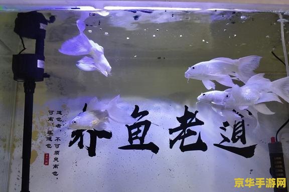 王者荣耀 对局怎么完成 王者荣耀对局攻略：如何高效完成一场精彩对局