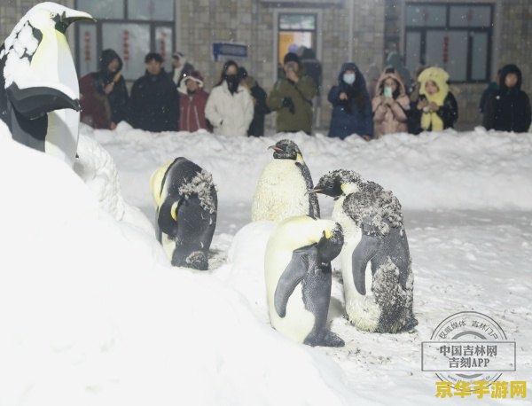 qq炫舞小说 舞动青春：QQ炫舞之旅