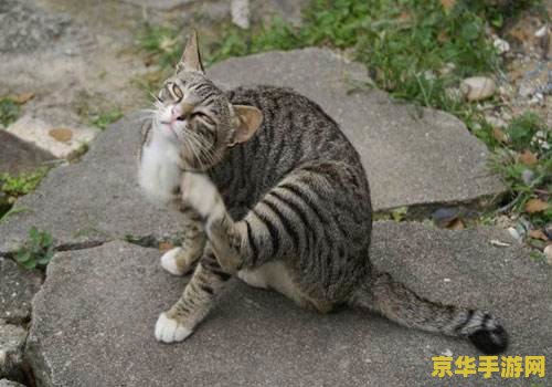 王者荣耀总决赛 王者荣耀总决赛：荣耀之战，谁主沉浮？