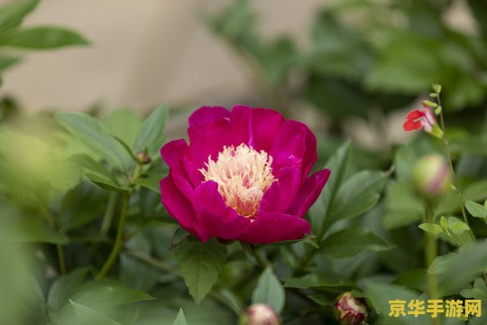 原神手机版怎么扫码登录 原神手机版扫码登录指南