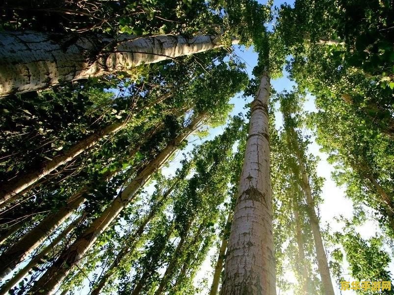 原神的树能砍掉吗 原神中的树木能否砍伐？探索游戏中的自然与环境互动