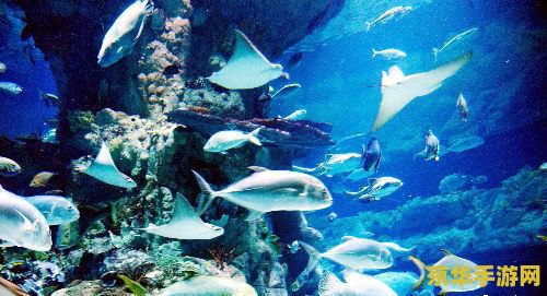 海洋公园攻略 海洋公园探险指南：玩转水族世界，探索海底奥秘